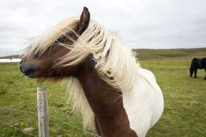Icelandic Pony  Grimsey  